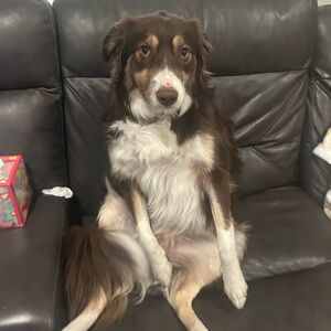 Meet your Posher, Toby